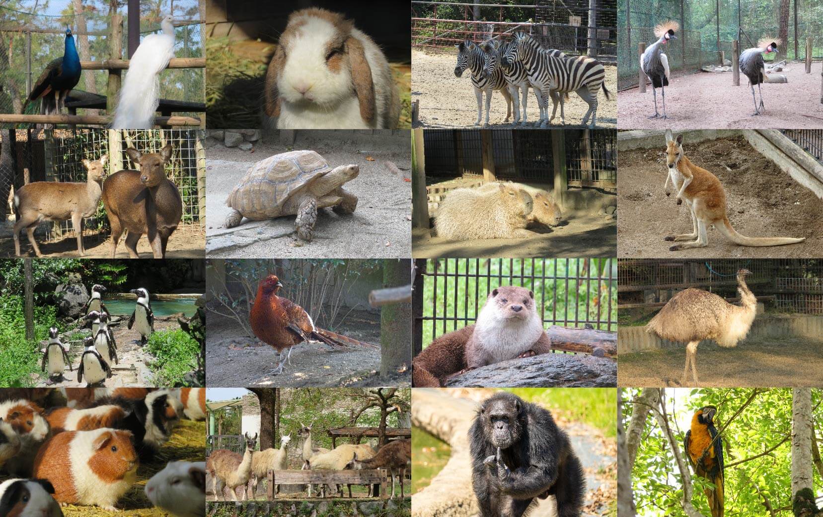 フェニックス自然動物園の動物たち