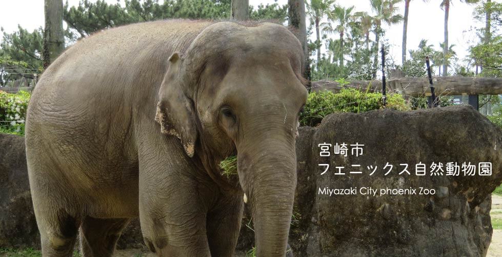 宮崎市フェニックス自然動物園サイト