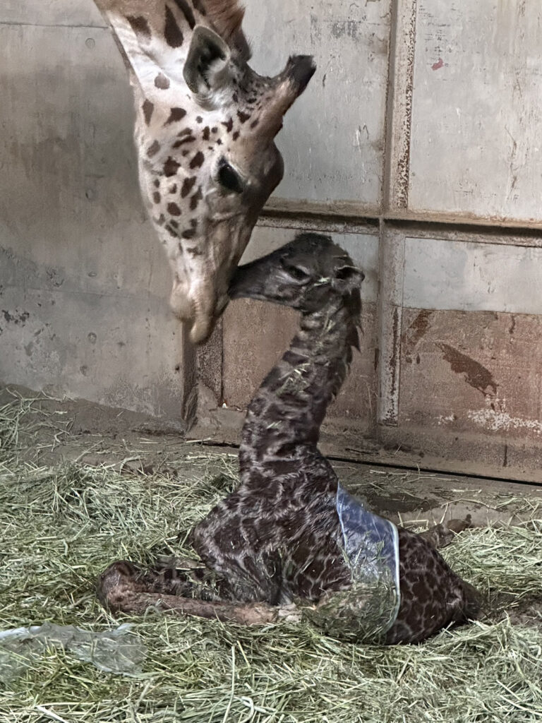 マサイキリンの赤ちゃん誕生！ | 宮崎市フェニックス自然動物園サイト